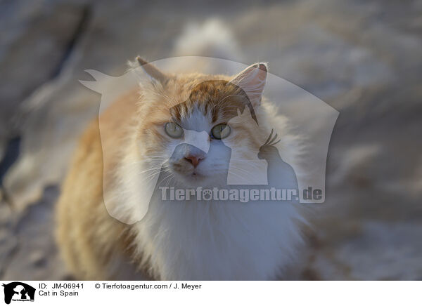 Katze in Spanien / Cat in Spain / JM-06941