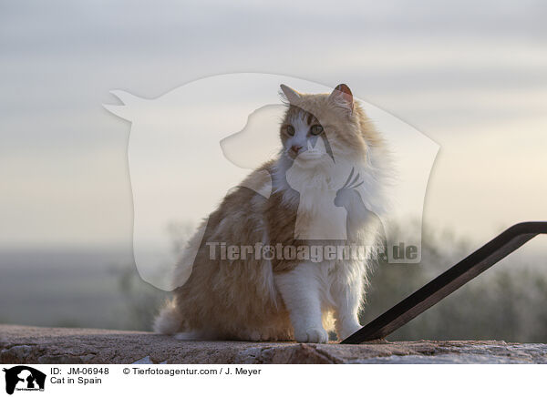 Katze in Spanien / Cat in Spain / JM-06948