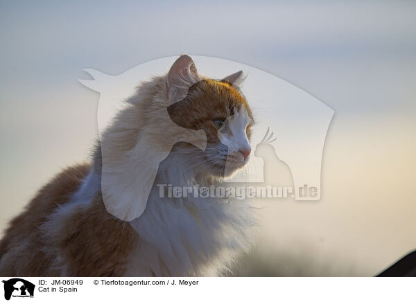 Katze in Spanien / Cat in Spain / JM-06949