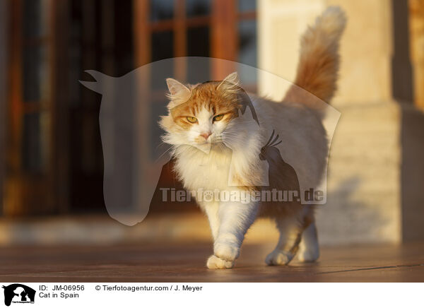 Katze in Spanien / Cat in Spain / JM-06956