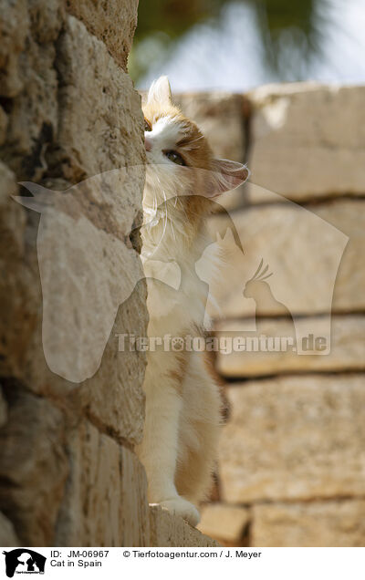 Katze in Spanien / Cat in Spain / JM-06967