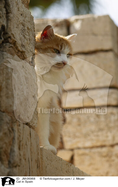 Katze in Spanien / Cat in Spain / JM-06968