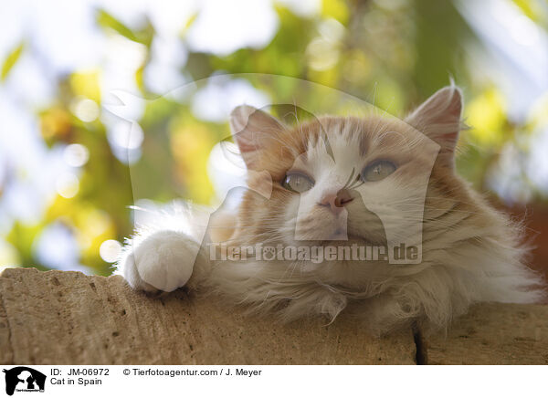 Katze in Spanien / Cat in Spain / JM-06972