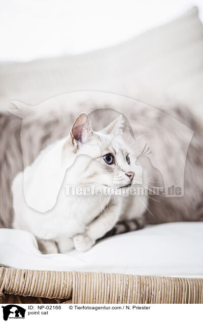 point cat / NP-02166