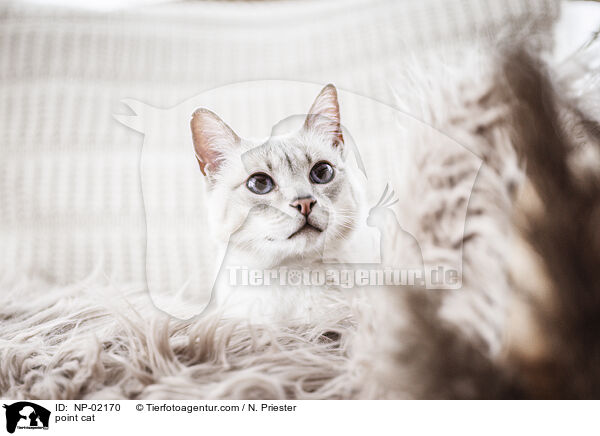 point cat / NP-02170