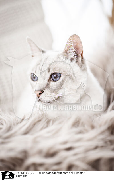 point cat / NP-02172