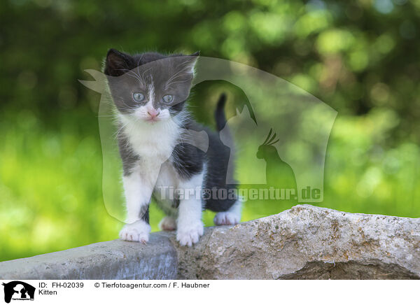 Kitten / FH-02039