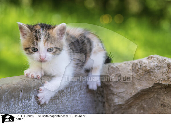 Kitten / FH-02040