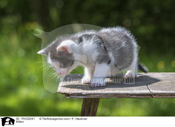 Kitten / FH-02041
