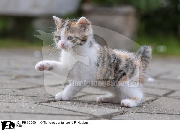Kitten / FH-02050