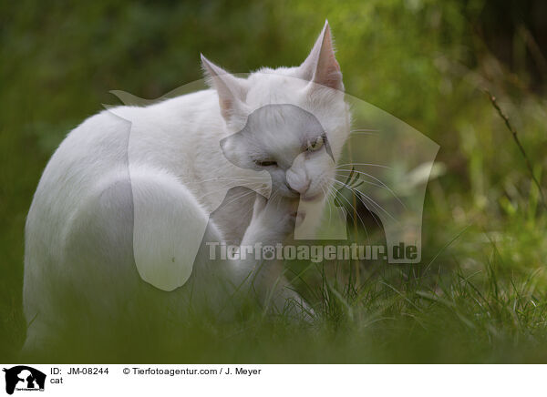 cat / JM-08244