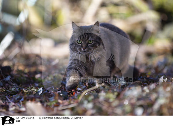cat / JM-08245