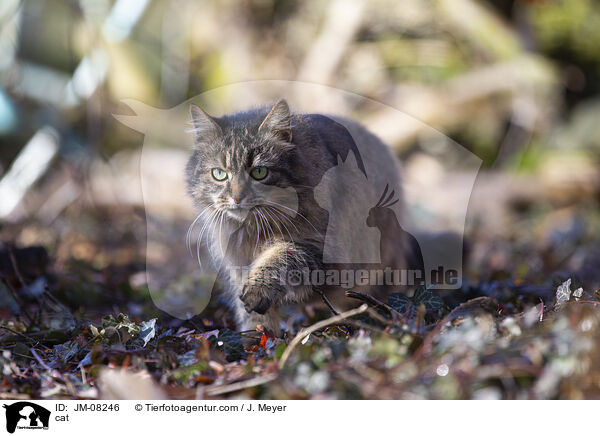 cat / JM-08246