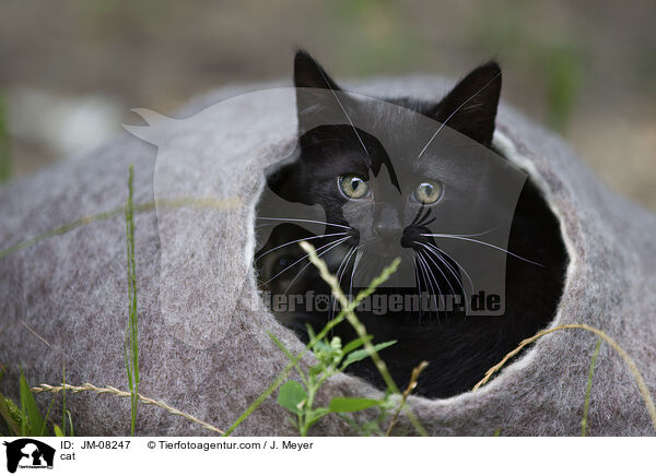 Katze / cat / JM-08247