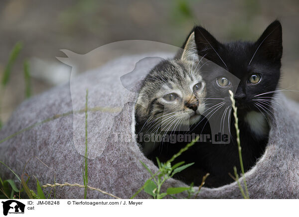 cat / JM-08248