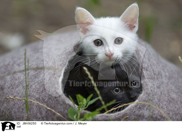 cat / JM-08250