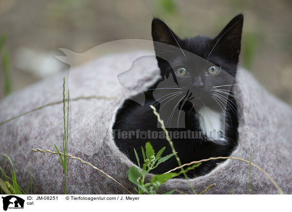 Katze / cat / JM-08251