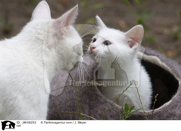 Katze / cat / JM-08253