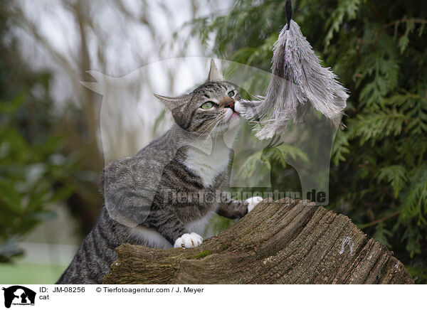 cat / JM-08256