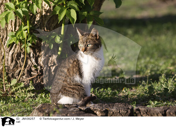 cat / JM-08257