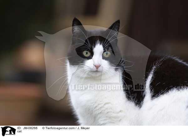 cat / JM-08266