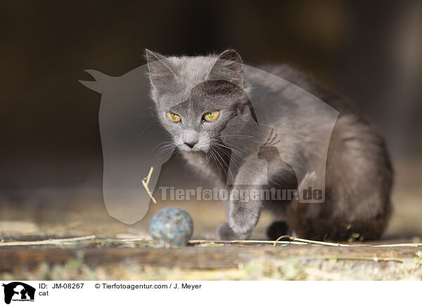 cat / JM-08267