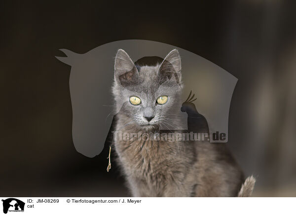 cat / JM-08269