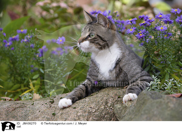 cat / JM-08270