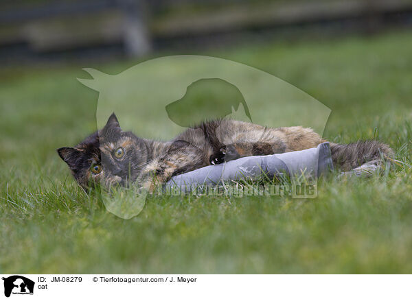 Katze / cat / JM-08279