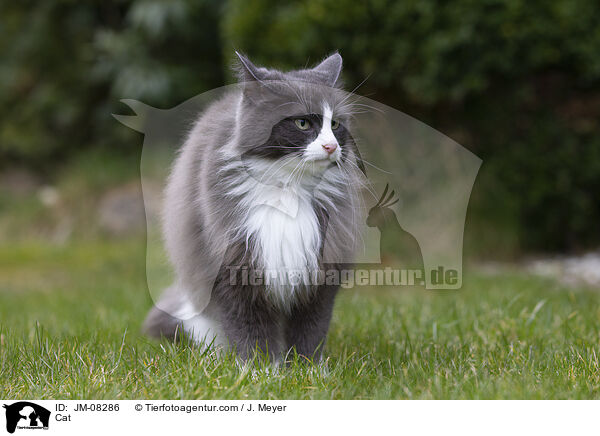 Cat / JM-08286