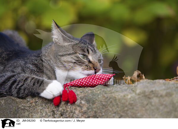 cat / JM-08290