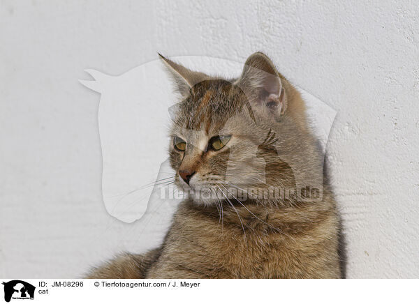cat / JM-08296