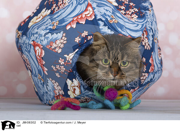 cat / JM-08302