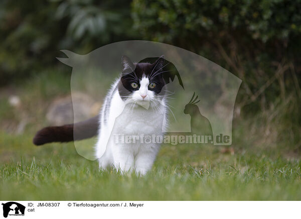 cat / JM-08307