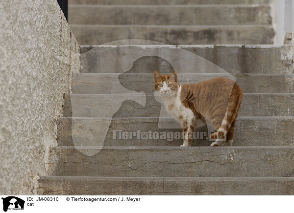Katze / cat / JM-08310