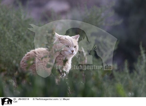 Cat / JM-08314