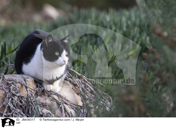 cat / JM-08317