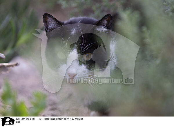 cat / JM-08318
