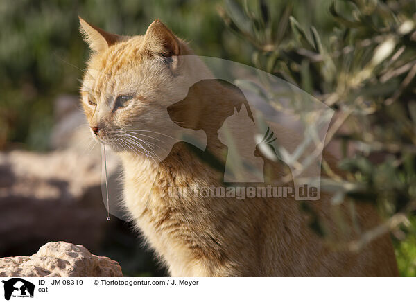 cat / JM-08319