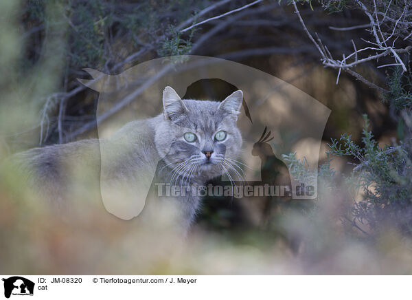 cat / JM-08320