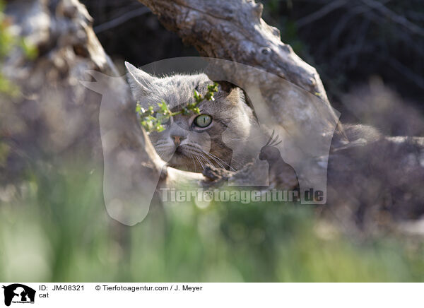 cat / JM-08321