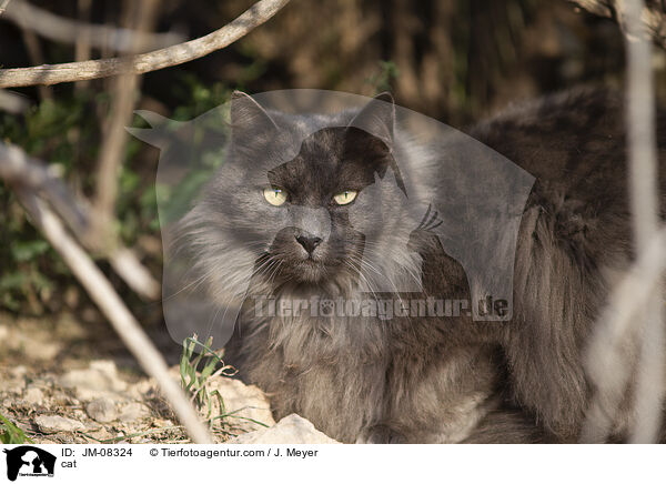 cat / JM-08324