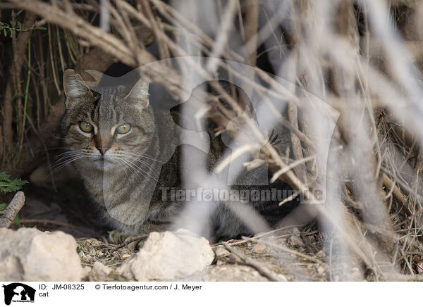 cat / JM-08325
