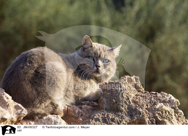 cat / JM-08327