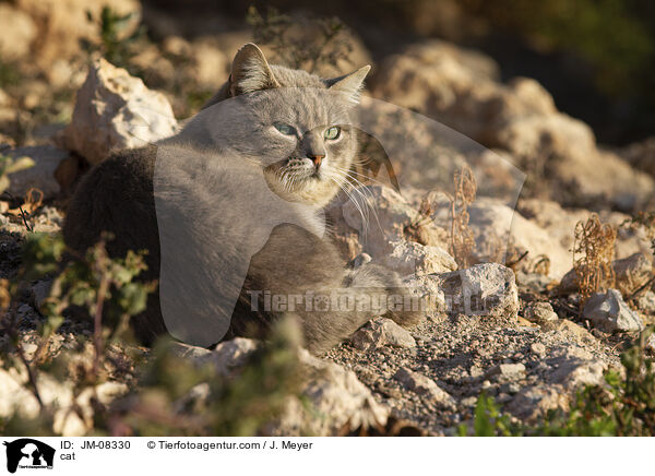 cat / JM-08330