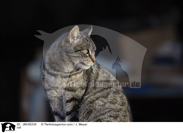 cat / JM-08334