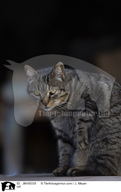 cat / JM-08335
