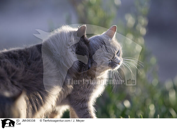 Cat / JM-08338