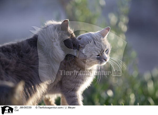 Cat / JM-08339