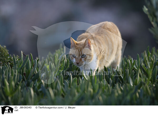 cat / JM-08340